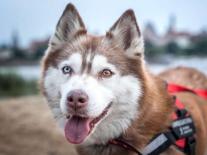 Hasanka, psia rekordzistka Polski w ilości przebiegniętych maratonów