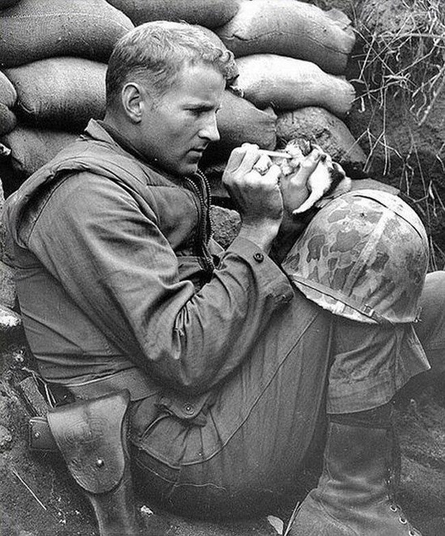 Sierż. Frank Prayton karmi kocię, które straciło matkę po ostrzale moździeżowym (Wojna koreańska, 1953)