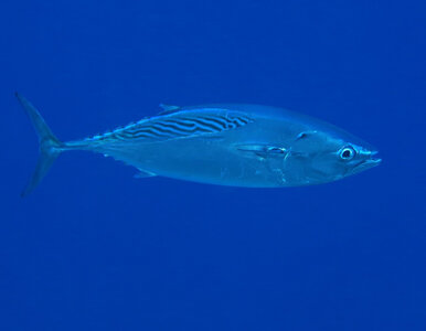 Miniatura: Wędkarz już chciał kroić rybę, przegapiłby...