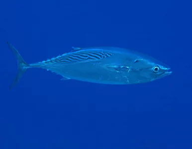 Miniatura: Wędkarz już chciał kroić rybę, przegapiłby...