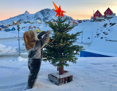 Miniatura: Polak o świętach na Grenlandii. „Pierogi...