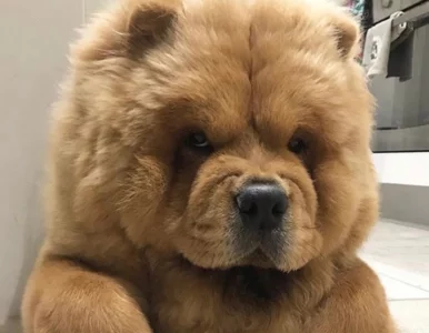 Miniatura: Pies wygląda jak puszysta kulka. Patrząc...