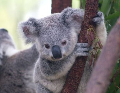 Miniatura: Australia chce ratować misie koala