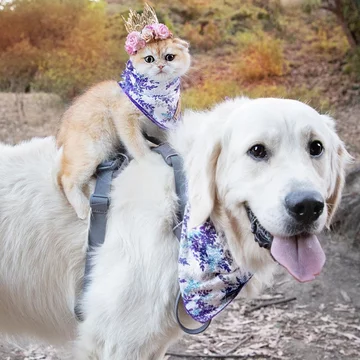 Pies Samson i kot Cleo 