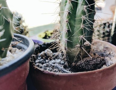 Miniatura: Wymieszaj, umyj i po problemie. Biały...