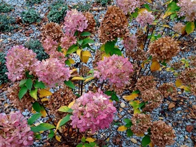 Miniatura: Wystarczy ten jeden proszek zimą. Wiosną...