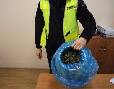 Miniatura: Policjanci wykopali beczkę marihuany