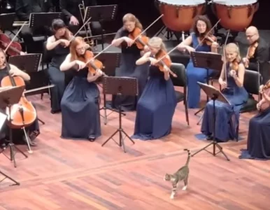 Miniatura: Nietypowy gość w filharmonii. Zwierzę...
