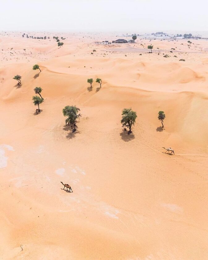Pustynie w Zjednoczonych Emiratach Arabskich 