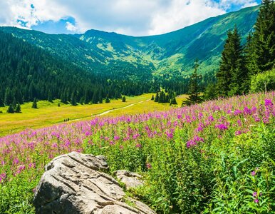 Miniatura: „Różowe Tatry” w pełnej krasie. Jedyny...