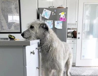 Miniatura: Wilczarze to jedne z największych psów....