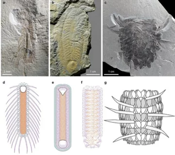 "Mityczna bestia" sprzed 500 mln lat odkryta w Chinach 