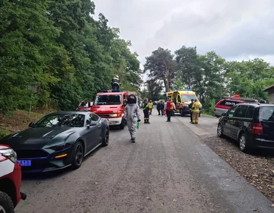 Miniatura: Z pielgrzymki do szpitala. Groźne owady...