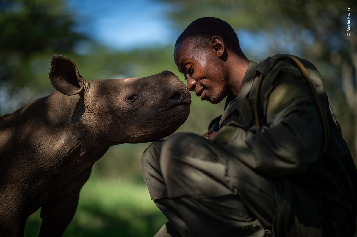 Elias Mugambi opiekuje się nosorożcem Elias Mugambi często spędza tygodnie z dala od rodziny, opiekując się osieroconymi czarnymi nosorożcami, takimi jak Kitui. Zdjęcie wykonał Martin Buzora.