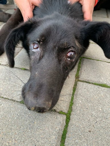 50 śrutów w ciele psa. „Służący jako tarcza strzelecka zwyrodnialcowi”