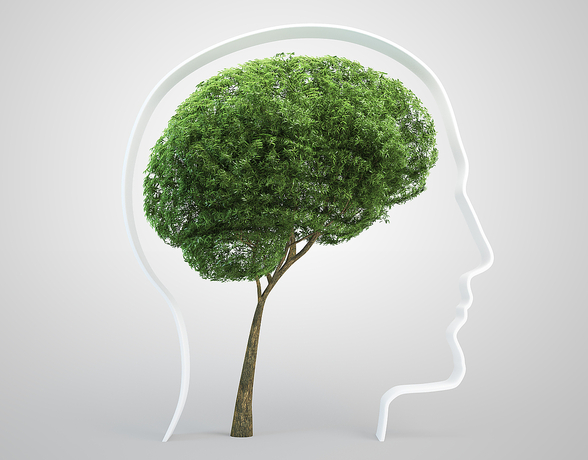 Mieszkanie w pobliżu lasu ma dobry wpływ na psychikę – zwłaszcza dzieci...