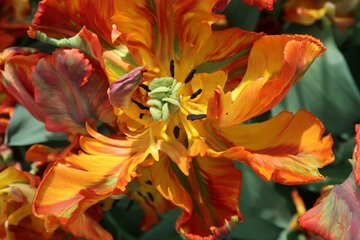 Tulipany