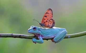 Żaba i motyl 