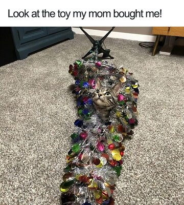 Miniatura: Właściciele kotów "piętnują" ich...