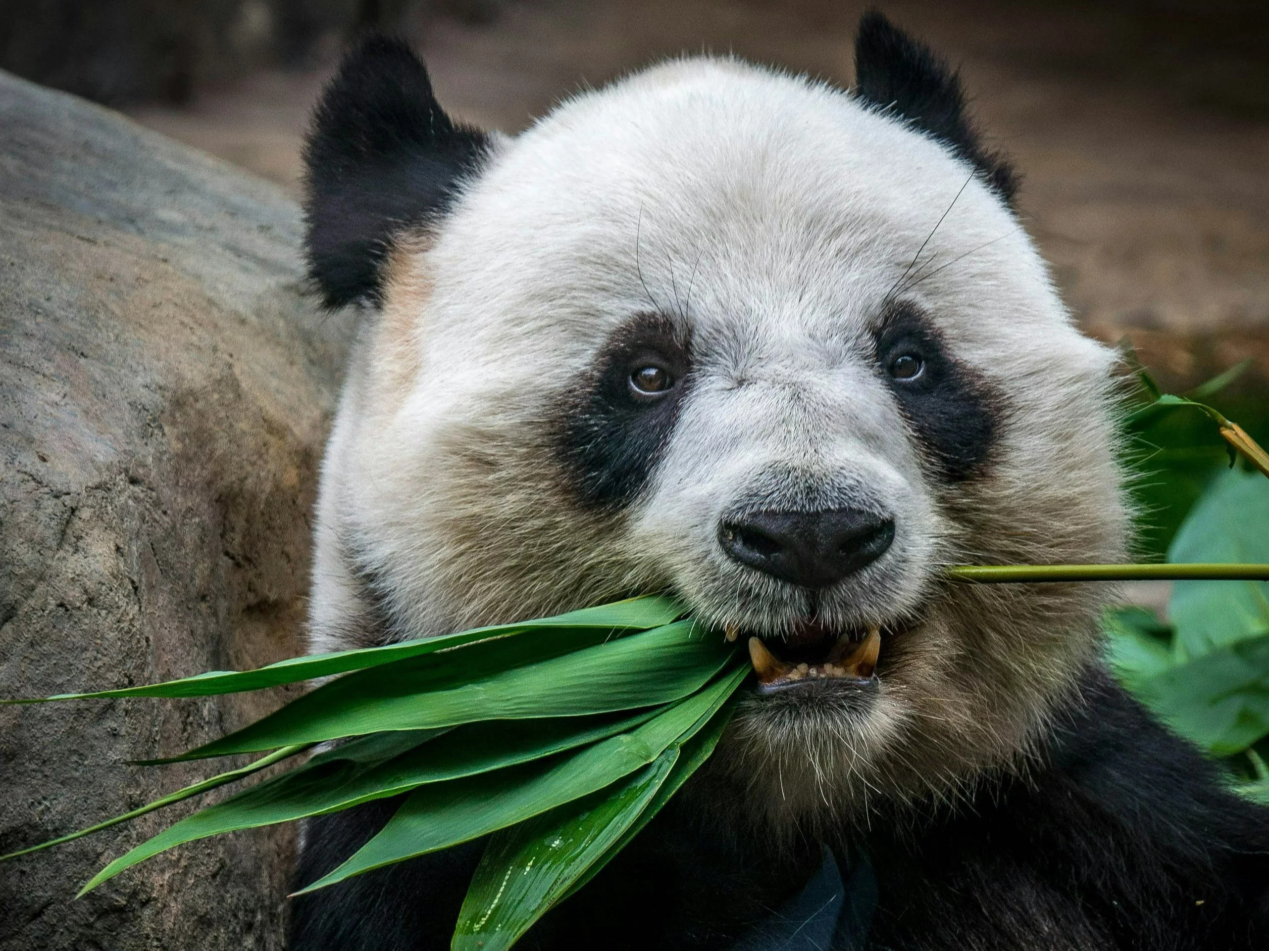 10 pytań z wiedzy ogólnej. Zdecyduj: prawda czy fałsz