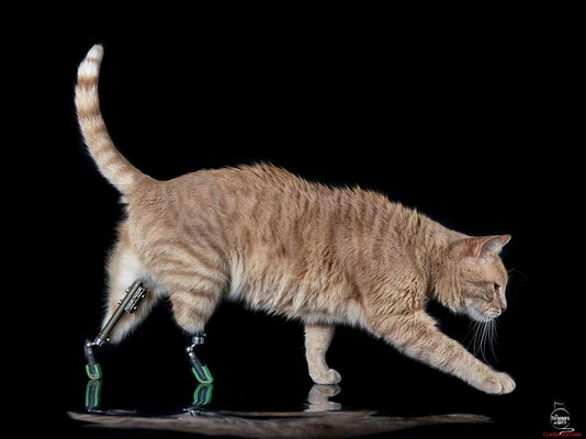 Miniatura: Vituzzo. Kot z bionicznymi protezami