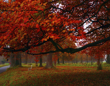 Miniatura: Jesień to świetny czas na romantyczne spacery