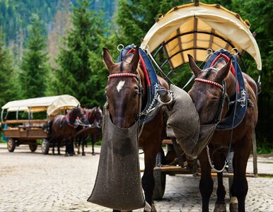 Miniatura: Burza po decyzji ministerstwa. „Oszukali...