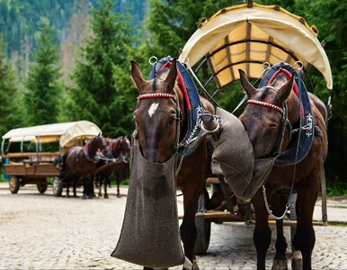 Miniatura: Burza po decyzji ministerstwa. „Oszukali...