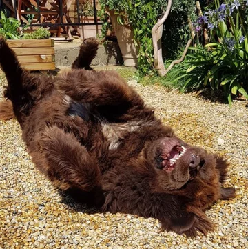 Nowofundlandy w obiektywie włascicieli 