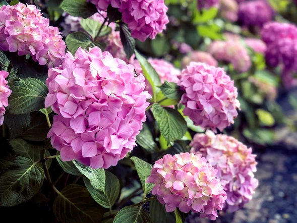 Miniatura: Pokrój i zakop to pod hortensją w marcu....