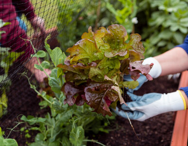 Miniatura: Sadź je obok siebie. W małym ogrodzie robi...