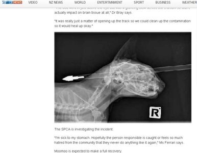 Miniatura: Nowa Zelandia: kot został trafiony w głowę...