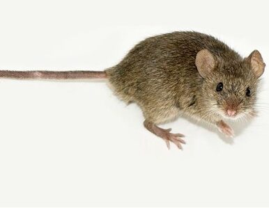 Miniatura: Potężnego boeinga powstrzymała... mysz