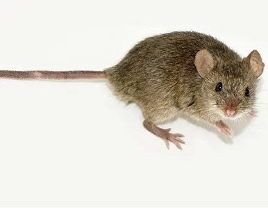 Miniatura: Potężnego boeinga powstrzymała... mysz