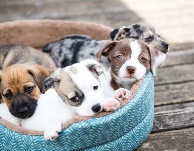 Miniatura: Quiz. Jesteś miłośnikiem psów? Spróbuj...