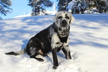 Labrador Blaze 