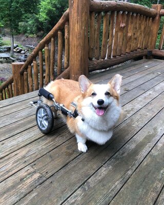 Miniatura: Buttercup jest niepełnosprawnym psem, ale...