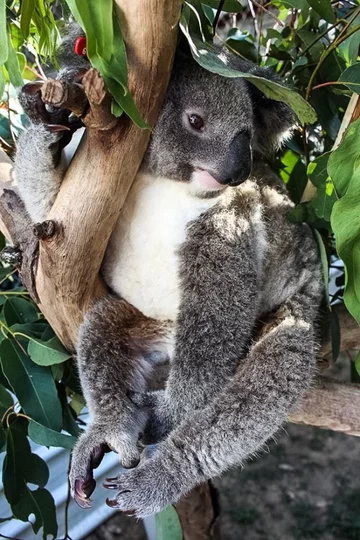 Miś koala 