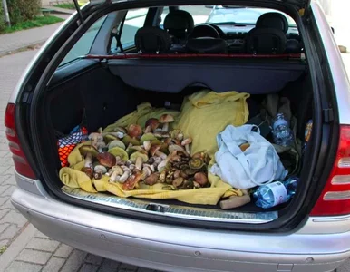 Miniatura: Cały bagażnik grzybów w zaledwie 1,5...