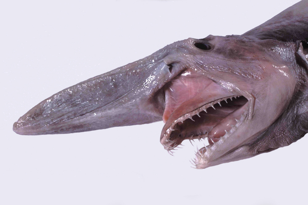 5. Mitsukurina Gatunek rekina głębinowego. Jego cechą charakterystyczną jest nietypowy kształt głowy. Żyje poniżej głębokości 200 metrów. Zasięg występowania obejmuje Pacyfik od Australii po Zatokę Meksykańską Oceanu Atlantyckiego. Żywi się skorupiakami i rybami.