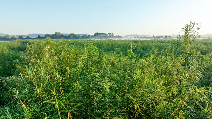 Własna plantacja wierzby energetycznej stanowi dla FAKRO źródło do ogrzewania hal produkcyjnych