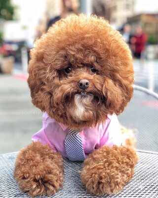 Miniatura: Agador podbija Instagrama. Ten uroczy pies...