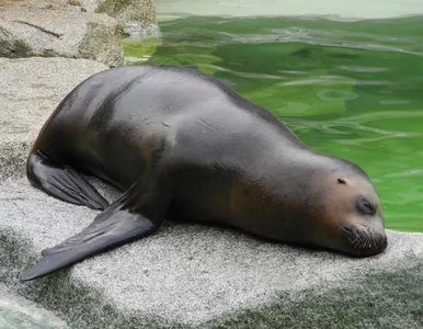 Miniatura: Dlaczego ocean wyrzuca na plaże Kalifornii...