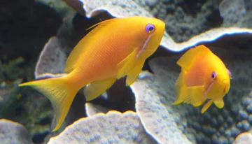 Papużak Pseudanthias squamipinnis 