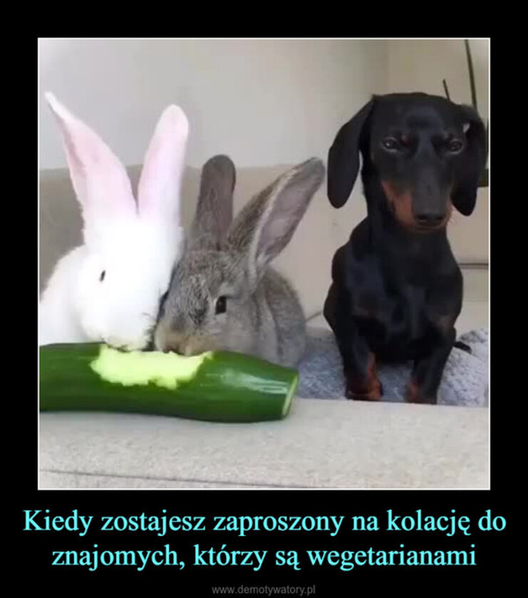 Memy związane z wegetarianizmem 