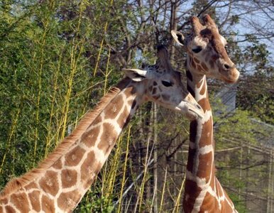 Miniatura: Wandale włamali się do ZOO. Dwie żyrafy padły