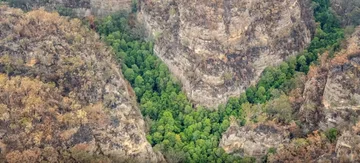 Naturalnie występujące drzewa z gatunku wolemii szlachetnej 