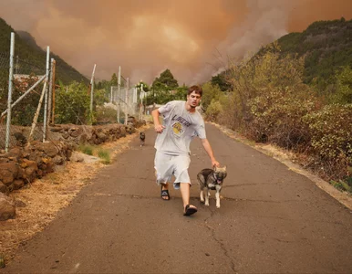 Miniatura: Pożary na Teneryfie wymykają się spod...
