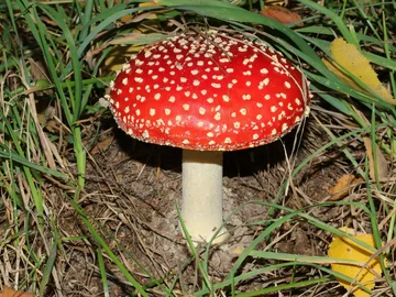 Jak nazywa się ten grzyb?