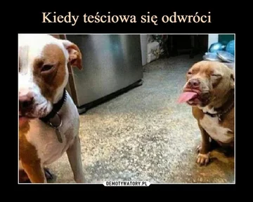 Mem z okazji Dnia Teściowej 